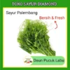 Daun Pucuk Labu Pucuk Per Ikat - Sayur Segar Palembang
