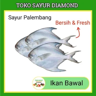 Ikan Bawal Laut