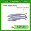 Ikan Lais Laes - Fresh Palembang