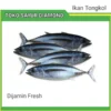Ikan Tongkol Fresh - Palembang