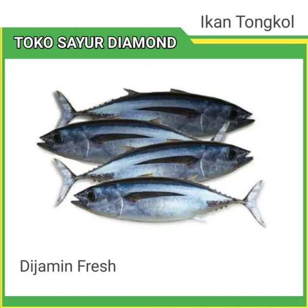Ikan Tongkol Fresh - Palembang
