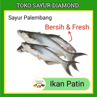 Ikan Patin Fresh (salin)