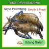 Udang Galah / Satang - Palembang