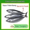 Ikan Tongkol Fresh