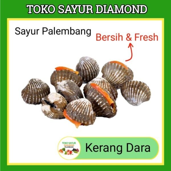 Kerang Dara Fresh Seafood Murah Palembang