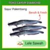 Ikan Lele Sawah - Fresh Palembang