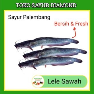 Ikan Lele Sawah
