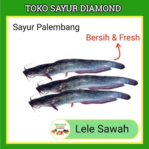Ikan Lele Sawah - Fresh Palembang