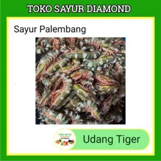 Udang Tiger Cat