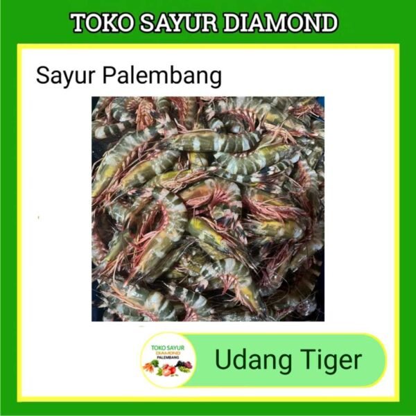 Udang Tiger Cat