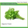 Daun Sop Seledri - Sayur Palembang