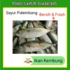Ikan Kembung Fresh Palembang