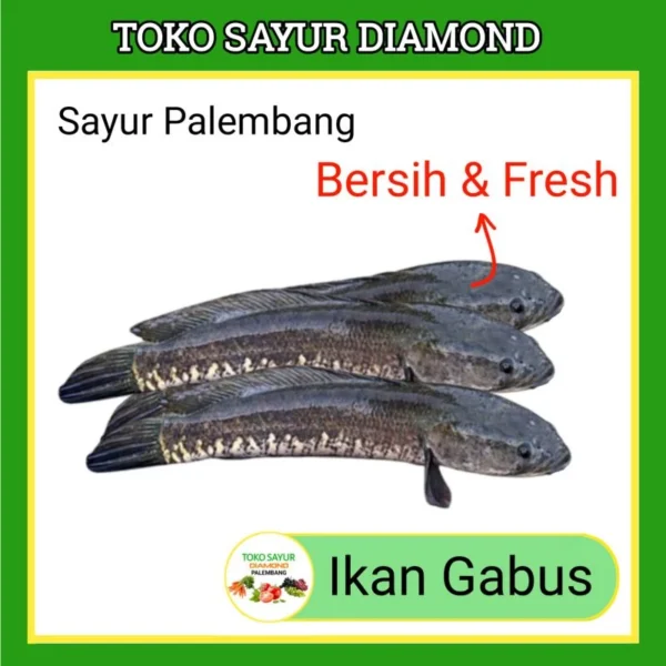 Ikan Gabus Fresh - Palembang