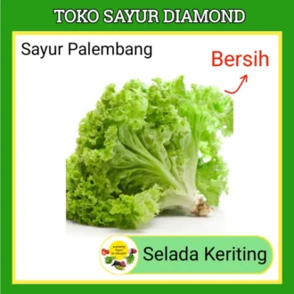 Selada Salada Keriting Hijau - Palembang