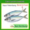 Ikan Kembung