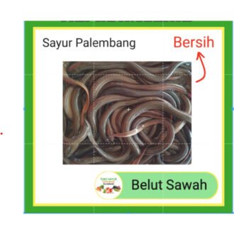 Belut - Belot 500 Gram