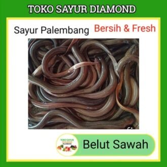 Belut - Belot Fresh 500 Gram